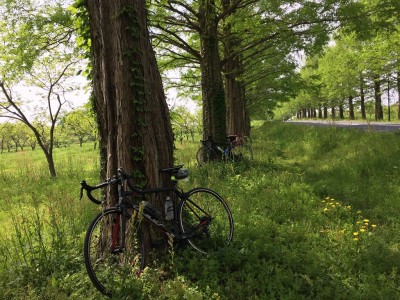 IMG_7504.jpg (469.11 KiB) 閲覧された回数 3587 回 ビワイチお決まりのメタセコイヤ並木