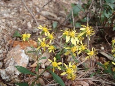 ガンサ谷で出会った花