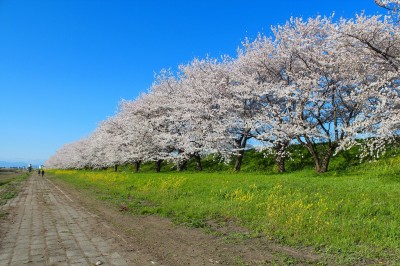 IMG_4293.jpg (394.02 KiB) 閲覧された回数 3479 回 木曽長良背割堤