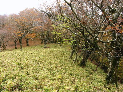 ● けっこう好いブナが並んでるよ、背は低いけど