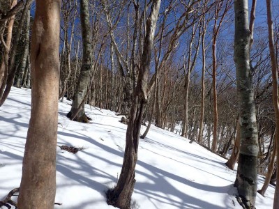 P1120018.jpg (111.67 KiB) 閲覧された回数 3503 回 標高1300m稜線への斜面