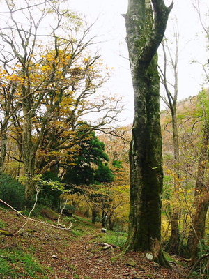 ● 杉峠帰り道で、コレ街道ブナですか？