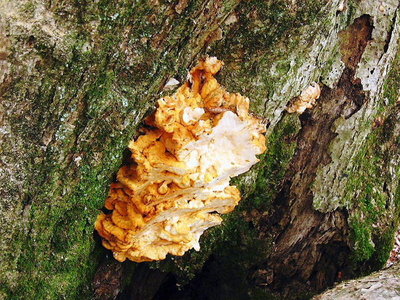 ● このキノコが生えてきたら終わりかだな。