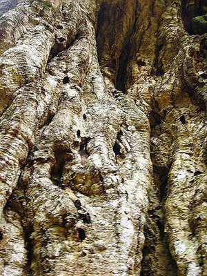 ● オオシデも虫の住み着き穴か？樹精は弱ってるよな