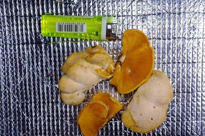 なんじゃらほい？