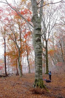 秋～にたたずむ○女？