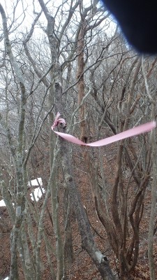 P1191082.jpg (466.71 KiB) 閲覧された回数 2613 回 ピンクの目印リボンに導かれ