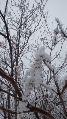 P1191068.jpg (419.86 KiB) 閲覧された回数 2613 回 珠玉の輝き