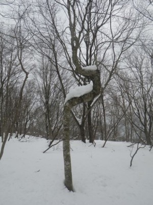 IMGP0015.JPG (72.19 KiB) 閲覧された回数 3097 回 どうしたらこうなるんだろう