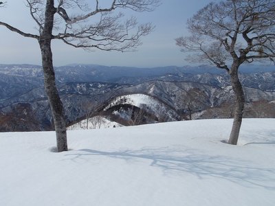 .１０５０の門柱ブナ