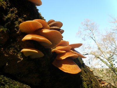 ムキタケ。上のクロっぽいのも同じくムキタケ。