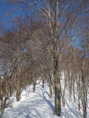 ブナの尾根.JPG