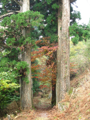 IMG_4387.jpg (796.64 KiB) 閲覧された回数 10996 回 秋がちかづく参道