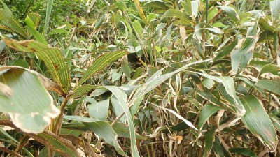 三周ヶ岳～夜叉が池夏道のササ藪