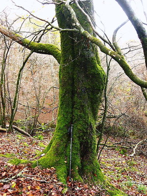 ● 御池にブナを探しにいきました、モリゾウブナみっけたワン