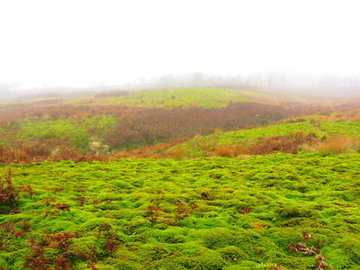 ● ヤブが死んで、みどりの苔の原に変わってる