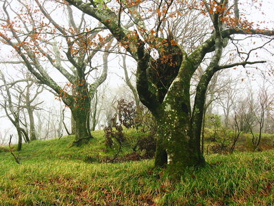 ● コレも太いブナ名前ついてるのかなあ。