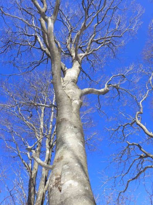 P2280021.jpg (134.25 KiB) 閲覧された回数 2176 回 ブナの大木