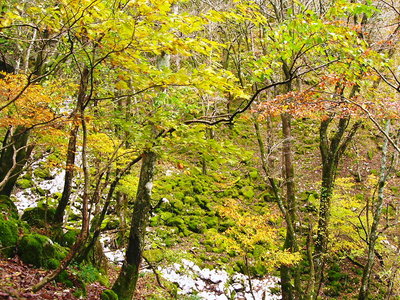 ● タテダニの紅葉