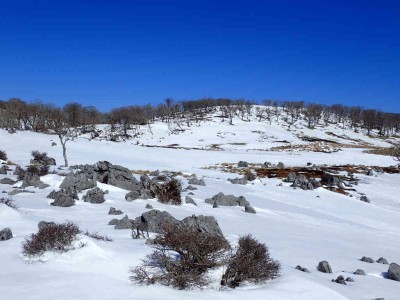 P2280049.jpg (71.8 KiB) 閲覧された回数 2184 回 テーブルランド