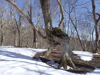 P2280077.jpg (130.48 KiB) 閲覧された回数 2183 回 P918付近の異形のミズナラ