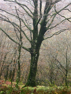 スラリのブナ.JPG (192.33 KiB) 閲覧された回数 8582 回 ● スラリと伸びたブナ、育ちの好いのは見てて気持ち好いね