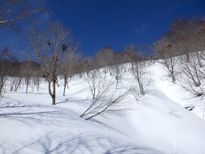 ５本の木にクマ棚
