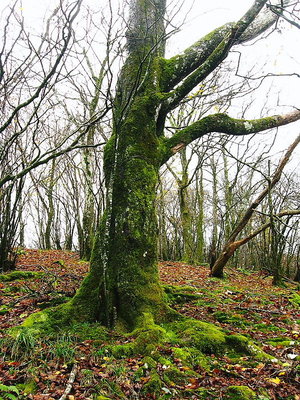 ● モリゾウブナ、全身苔マルケ