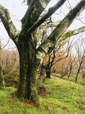 ● ミブナノ、この名前想い出せないのさ