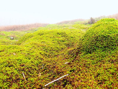 ● 苔の原になってる、ふわふわだ