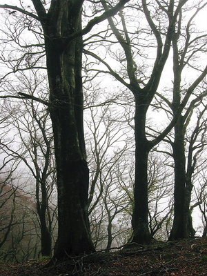 ● オチョコ平にあるオチョコブナ