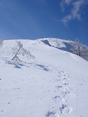 部子山山頂へ
