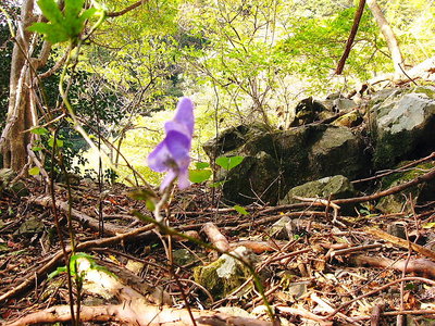 ● 淡いピンクの色は優しい娘のようだよ