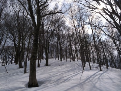 ブナ畑 - コピー.jpg