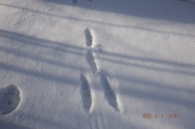 DSCF0480_512.jpg (18.37 KiB) 閲覧された回数 2179 回 うさぎ