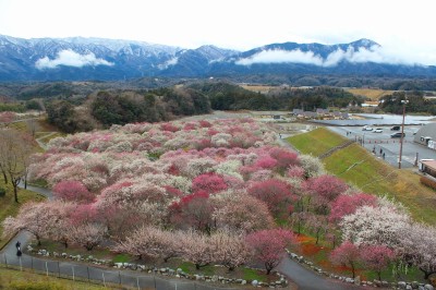 いなべし農業公園梅林
