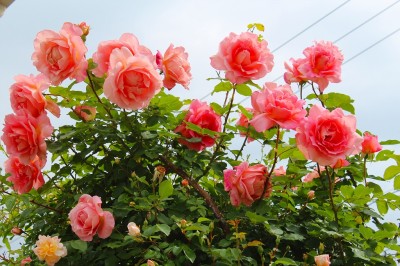 コンフィダンス　Confidence