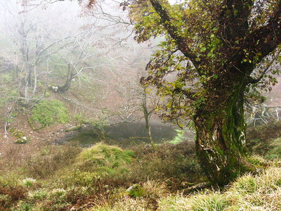 ● 風池に時々に、お化けとして佇んでるかな