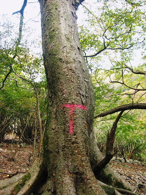 ナンの印しか.JPG (174.11 KiB) 閲覧された回数 4575 回 ● 昨年の實成寺跡への道しるべ、印し方が普通じゃないよ。念仏ハゲ上まで続いてるかも?