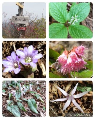 局ヶ岳で撮った花の写真.jpg