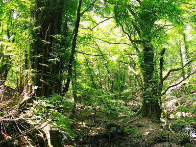 ● あれは五月に行ったんだ、深い森が忘れ去られてる巨木の園