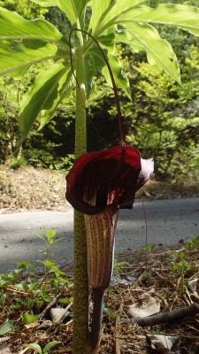 林道沿いにはウラシマソウも