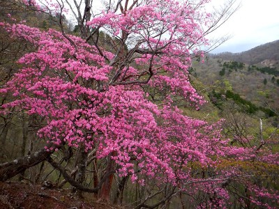 枝が見えないほど花をつけたアケボノツツジ
