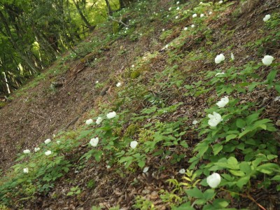 山芍薬３.JPG