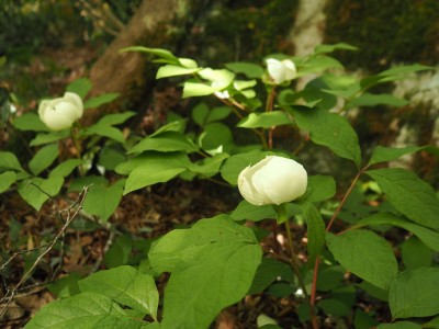 山芍薬２.JPG