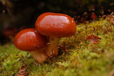 雨子庵さんの貼った使い回しのナメコ