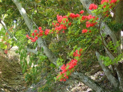 P5100009.jpg (337.28 KiB) 閲覧された回数 6271 回 ヤマツツジが目を楽しませてくれる