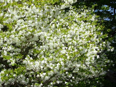 P5100019.jpg (344.11 KiB) 閲覧された回数 6270 回 満開のシロヤシオ