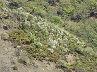 P5100054.jpg (338.95 KiB) 閲覧された回数 6268 回 羊の放牧場にはもう一息