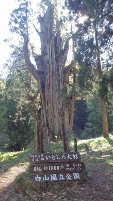 P5112231.jpg (450.49 KiB) 閲覧された回数 9288 回 大杉